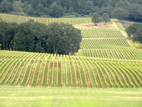 Stoller Family Estate is in Oregon's Dundee Hills.