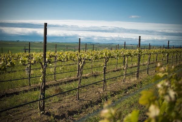 Gamache Vineyard in Basin City, Wash., was first planted in 1982 by brothers Bob and Roger Gamache.