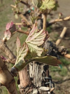 Tiny leaves on grape vines need protection from spring frost.