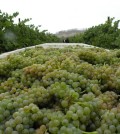 White wine grapes showed well in the third annual Great Northwest Wine Competition.