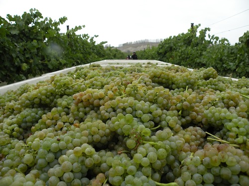 White wine grapes showed well in the third annual Great Northwest Wine Competition.