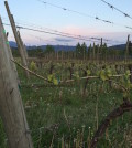 Grape vines continue to grow May 1, 2015 at Mount Baker Vineyards in Deming, Wash.