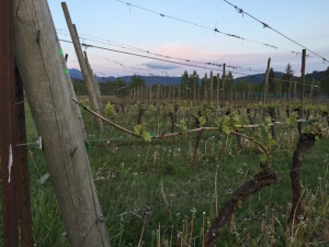 Grape vines continue to grow May 1, 2015 at Mount Baker Vineyards in Deming, Wash.