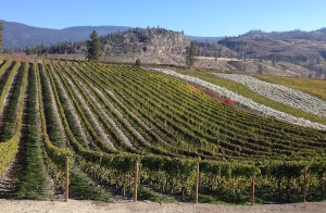 Stoney Slope Vineyard, in this photo taken Oct. 17, 2013, produced the best Riesling at the 2015 British Columbia Best of Varietal Wine Competition for its 2013 Stoney Slope Vineyard Riesling.