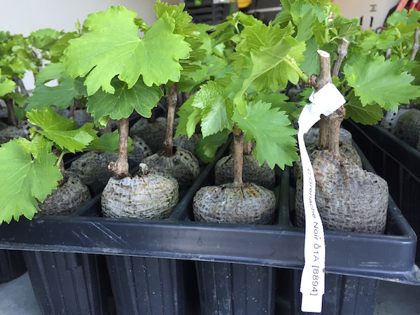 Grenache Noir clone 01A, grown on rootstock 8894, is about to find its home in the Yakima Valley near Red Mountain.