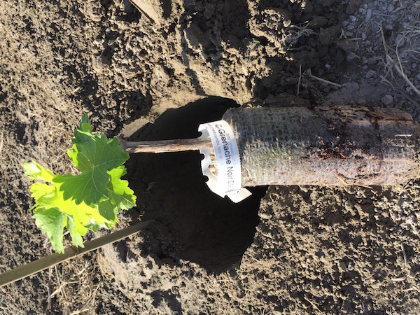 A young Grenache vine is about to be planted at Gifford Vineyard on June 6, 2015.