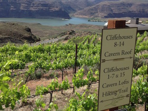 The Bryan family purchased land overlooking the spectacular Columbia River in Central Washington and planted vineyards beginning in 1980.