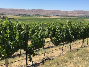 Vines on Red Mountain surrounding Col Solare are in the middle of a record-setting stretch of triple-digit heat.