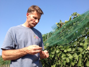 Cabernet Sauvignon from Fraser Vineyard will cost Greg Koenig as much as $1,750 per ton — making it the most expensive fruit in Idaho.