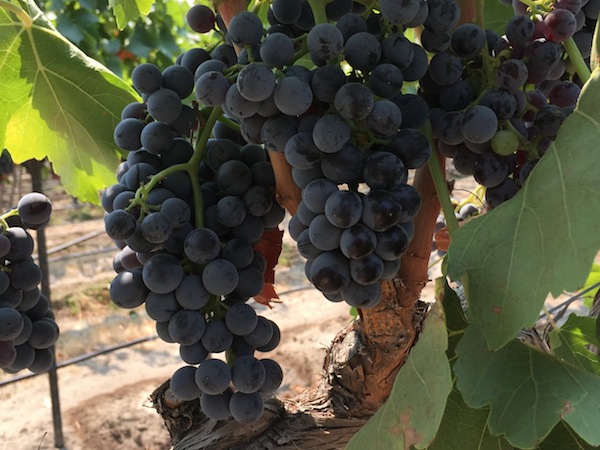 Grenache grapes on Red Mountain