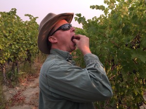 Charlie Auclair checks Cabernet Franc grapes in Artz Vineyard on Red Mountain.