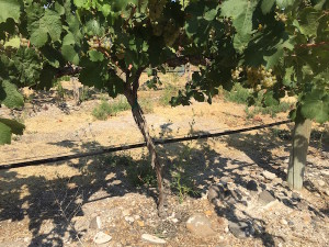 Riesling grows in stone-filled soil at DuBrul Vineyard, the estate Rattlesnake Hills planting of the Shiels family and Cote Bonneville.