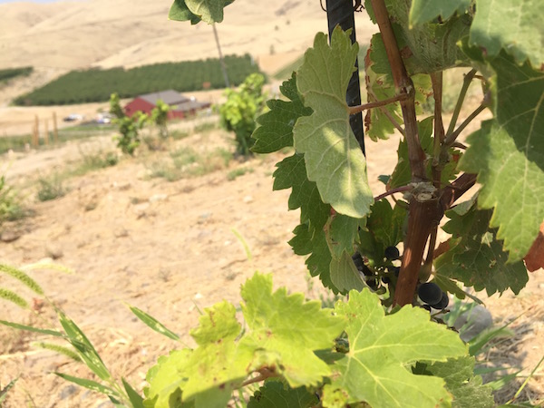 A young and tender vine of Malbec produces a tiny cluster of grapes along a ridge in Union Gap Vineyard, which overlooks Owen Roe's winery in Wapato, Wash.