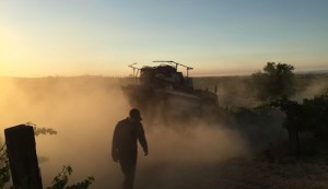 Dust is kicked up during the start of the Washington wine grape harvest.