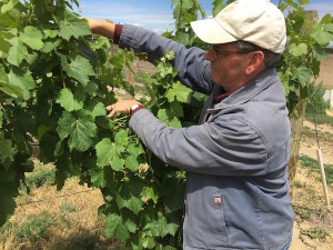 Casey McClellan has been farming grapes in the Walla Walla Valley for more than 30 years. (Photo by Eric Degerman/Great Northwest Wine)