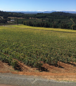 Vines begin to change color Sept. 26, 2015, at Willamette Valley Vineyards in Turner, Ore.
