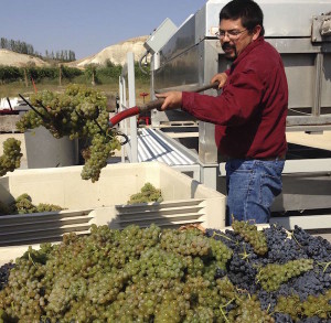 Martin Fujishin adds Viognier clusters to Syrah prior to crush and fermentation.