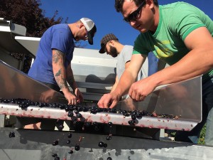 Sawtooth Estate Winery crew sorts Petite Sirah grapes in Nampa, Idaho.