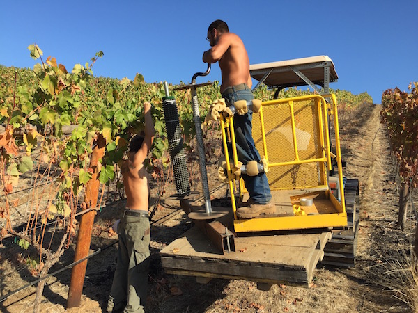 Vineyard workers at Abacela in Roseburg, Ore., work in tandem to collect netting used to protect the 2015 vintage from migratory birds and deer.