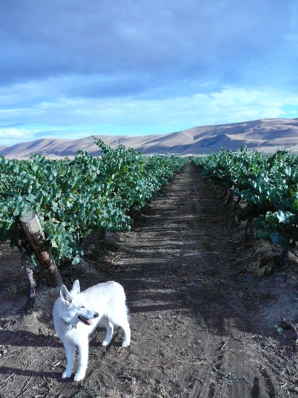Aurora, the namesake for Sleeping Dog Wines, served as the mascot of the Benton City, Wash., winery until 2013.
