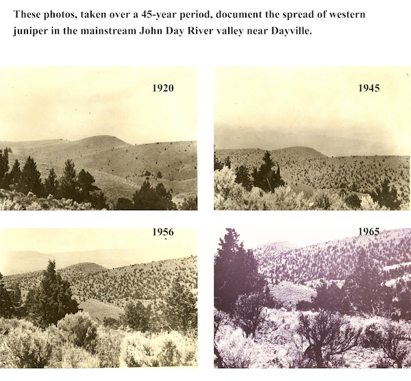 The Western juniper population exploded in Eastern Oregon during the second half of the 20th century.