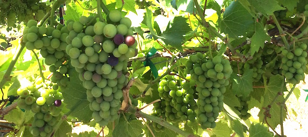 Veraison is early at Champoux Vineyards