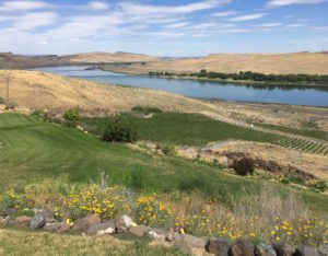 Discovery Vineyard, one of most promising young plantings in Washington state, provides panoramic views of the surrounding Horse Heaven Hills, Crow Butte Park and the Columbia River's Artesian Coulee.