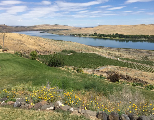 Discovery Vineyard, one of most promising young plantings in Washington state, provides panoramic views of the surrounding Horse Heaven Hills, Crow Butte Park and the Columbia River's Artesian Coulee.