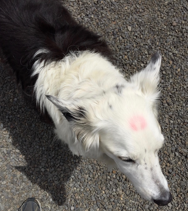 Maysy, one of the mascots at Dunham Cellars, wears lipstick from a kiss on the forehead while greeting visitors at the Walla Walla winery.