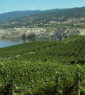 The Naramata Bench is one of the most picturesque growing regions in British Columbia