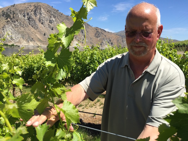 Ron Bunnell, winemaker for Rocky Pond Winery, inspects young vines at Double D Vineyard along the banks of the Columbia River. The expanding vineyard near Chelan, Wash., is one of two estate plantings for Rocky Pond.
