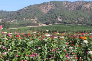 Del Rio Vineyards is one of Oregon's largest vineyards at 305 acres, and it recently planted long rows of zinnias for guests to pick for free and share with friends or those in need of a pick-me-up.