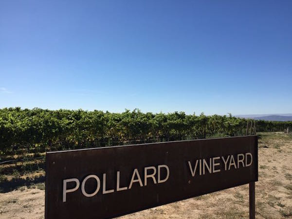 Pollard Vineyard