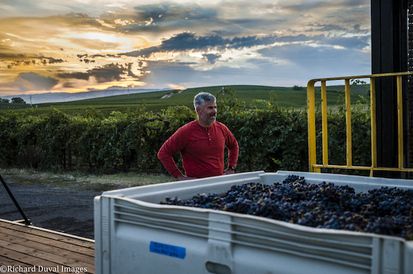 USA, Washington,Walla Walla. Harvest 2016 is the first harvest for ALUVÉ winery with grapes from Seven Hills.