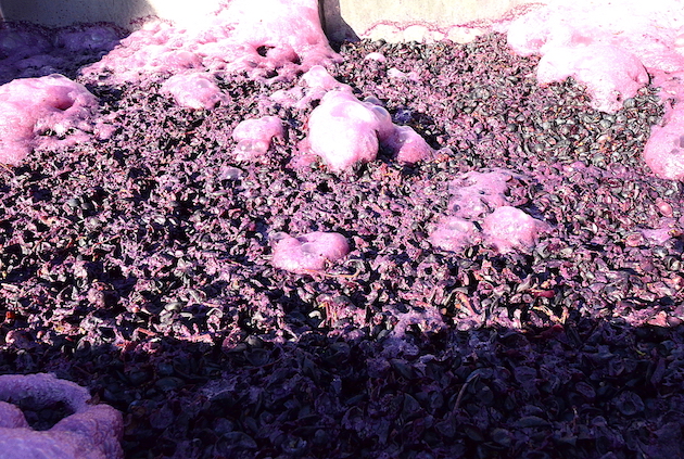 The prized pied de cuve paves the way for Team Carmenere's 2015 project.