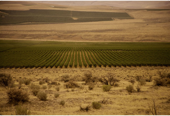 When Ste. Michelle planted 500 acres at Cold Creek Vineyard in 1973, it doubled the number of acres in Washington at the time. Total plantings for Cold Creek Vineyard are approaching 1,000 acres. (Photo courtesy of Ste. Michelle Wine Estates)
