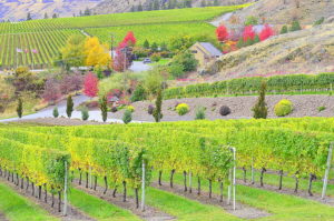 The Gehringer brothers grow grass between their vines to provide nutrients to the root system.