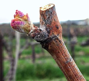 Bud break for the 2017 vintage in the Columbia Valley began during the second week in April. Cabernet Franc was the first to break bud – which is typical for Washington.