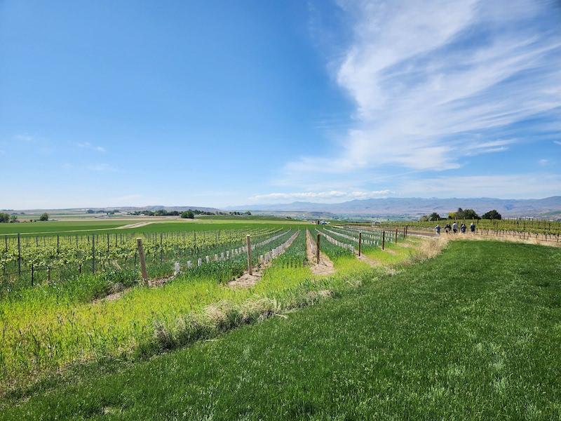 Riesling ice wine by Koenig Vineyards rules Idaho judging again